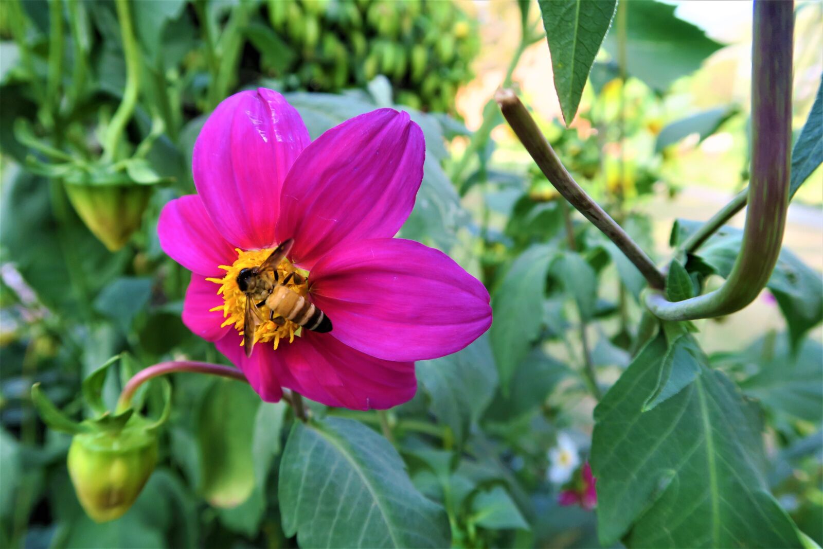 Canon PowerShot G7 X sample photo. Nature, plant, garden photography