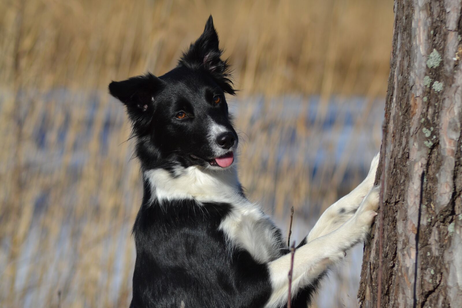 Nikon D3100 sample photo. Dog, border collie, winter photography