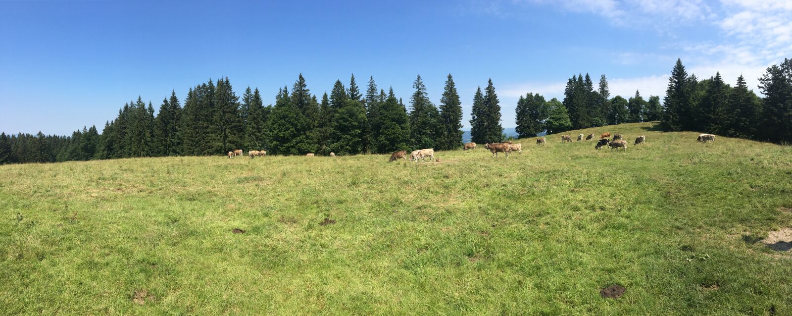 iPhone 6s back camera 4.15mm f/2.2 sample photo. Mountains, cows, allgäu photography