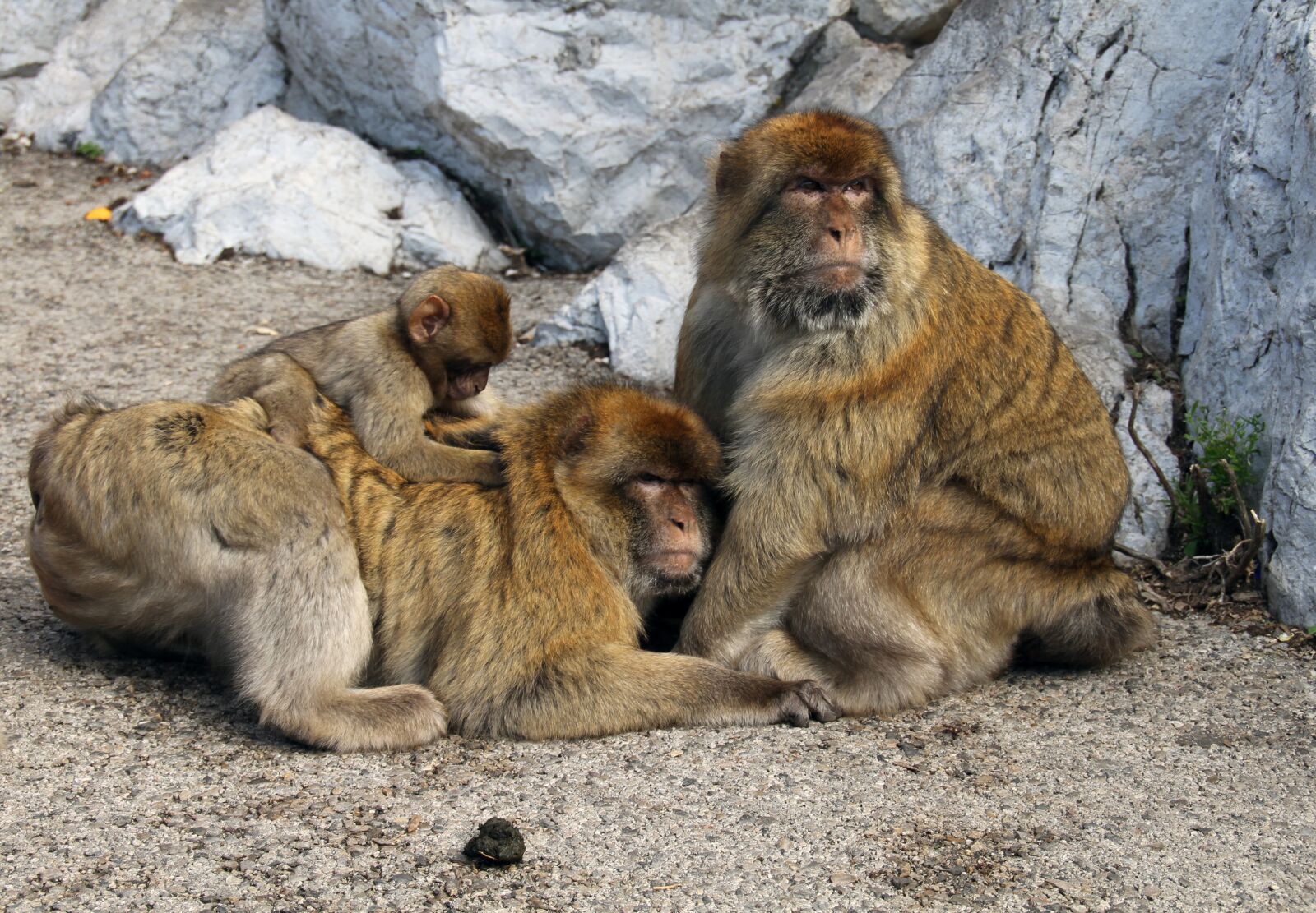 Canon EOS 7D sample photo. Barbary macaque, monkeys, animal photography