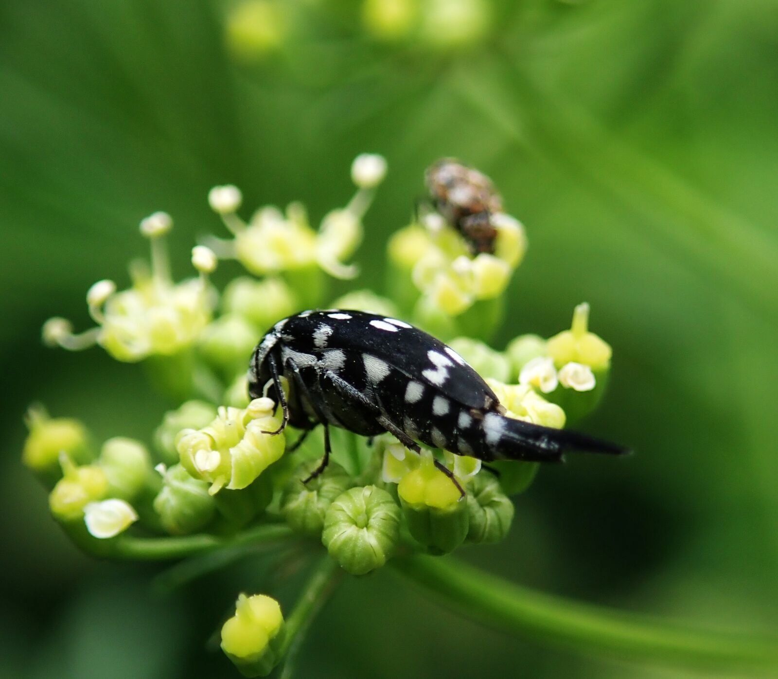 Olympus TG-5 sample photo. Insect, strange, bug photography