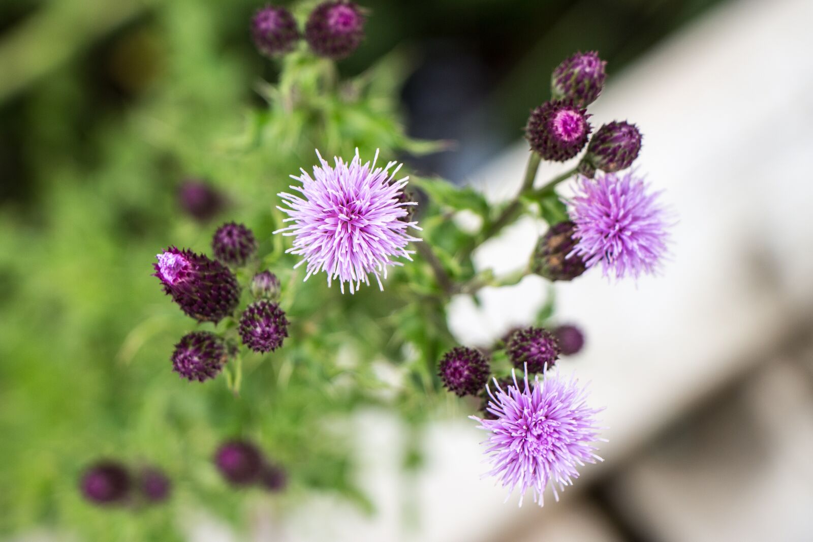 Canon EOS 700D (EOS Rebel T5i / EOS Kiss X7i) sample photo. Flower, purple, swamp photography