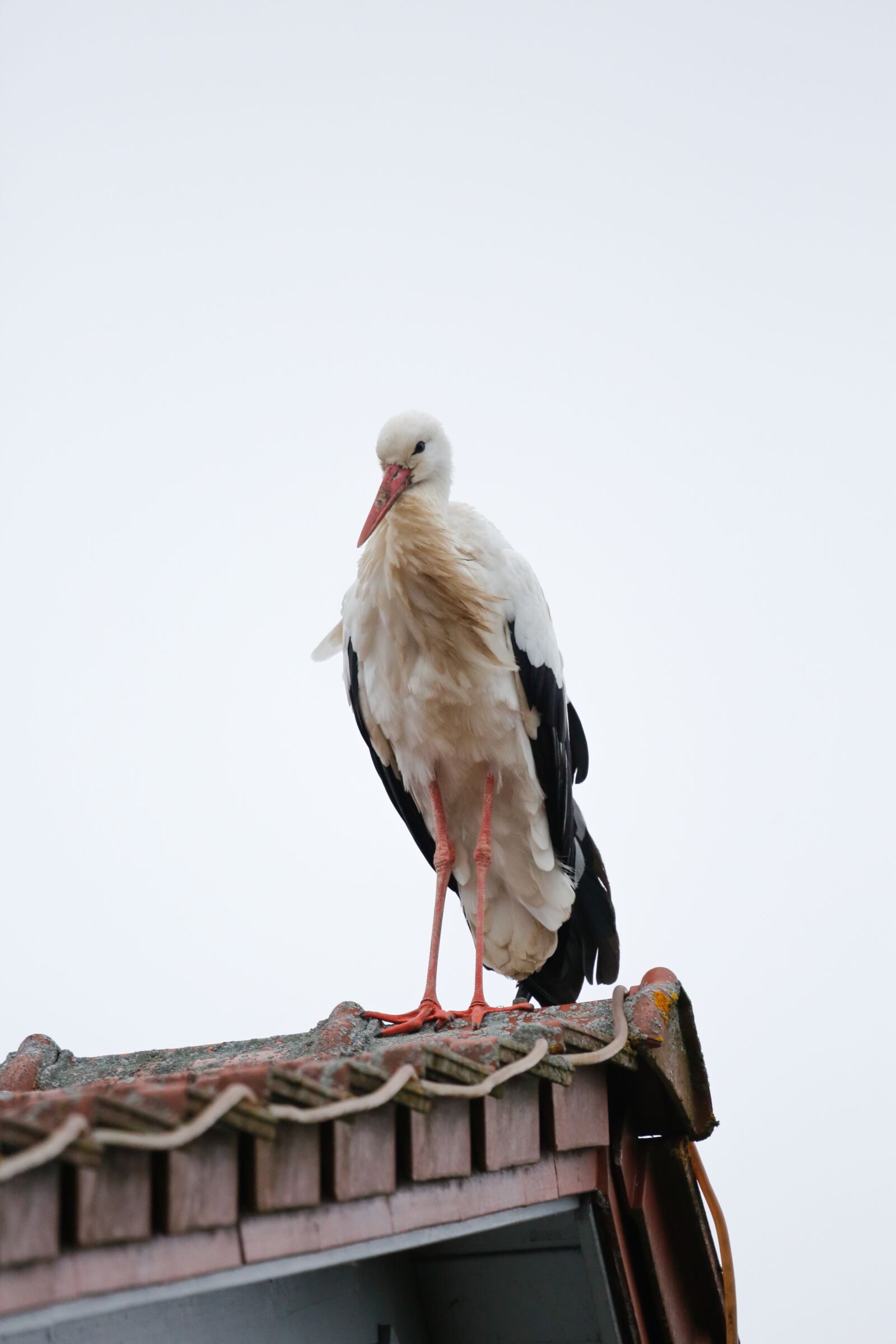 Canon EF 100-400mm F4.5-5.6L IS USM sample photo. Stork, bird, bill photography