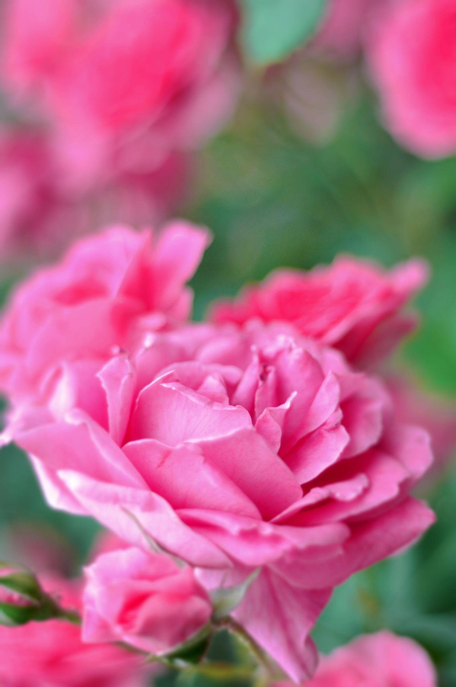 Nikon D90 sample photo. Rose, pink, flower photography
