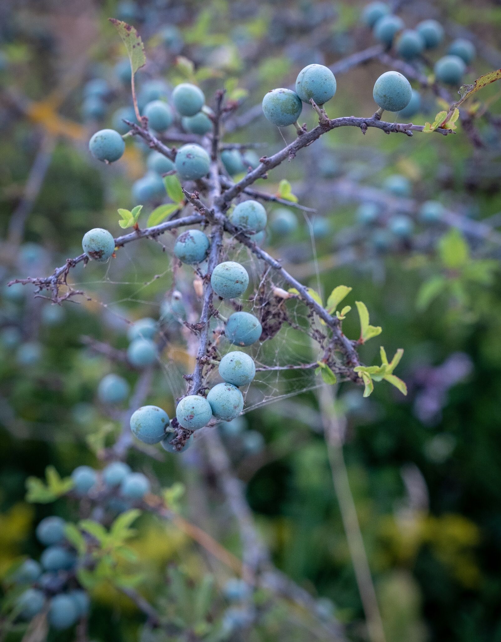 Fujifilm X-T2 sample photo. Bush, berries, wild shrub photography
