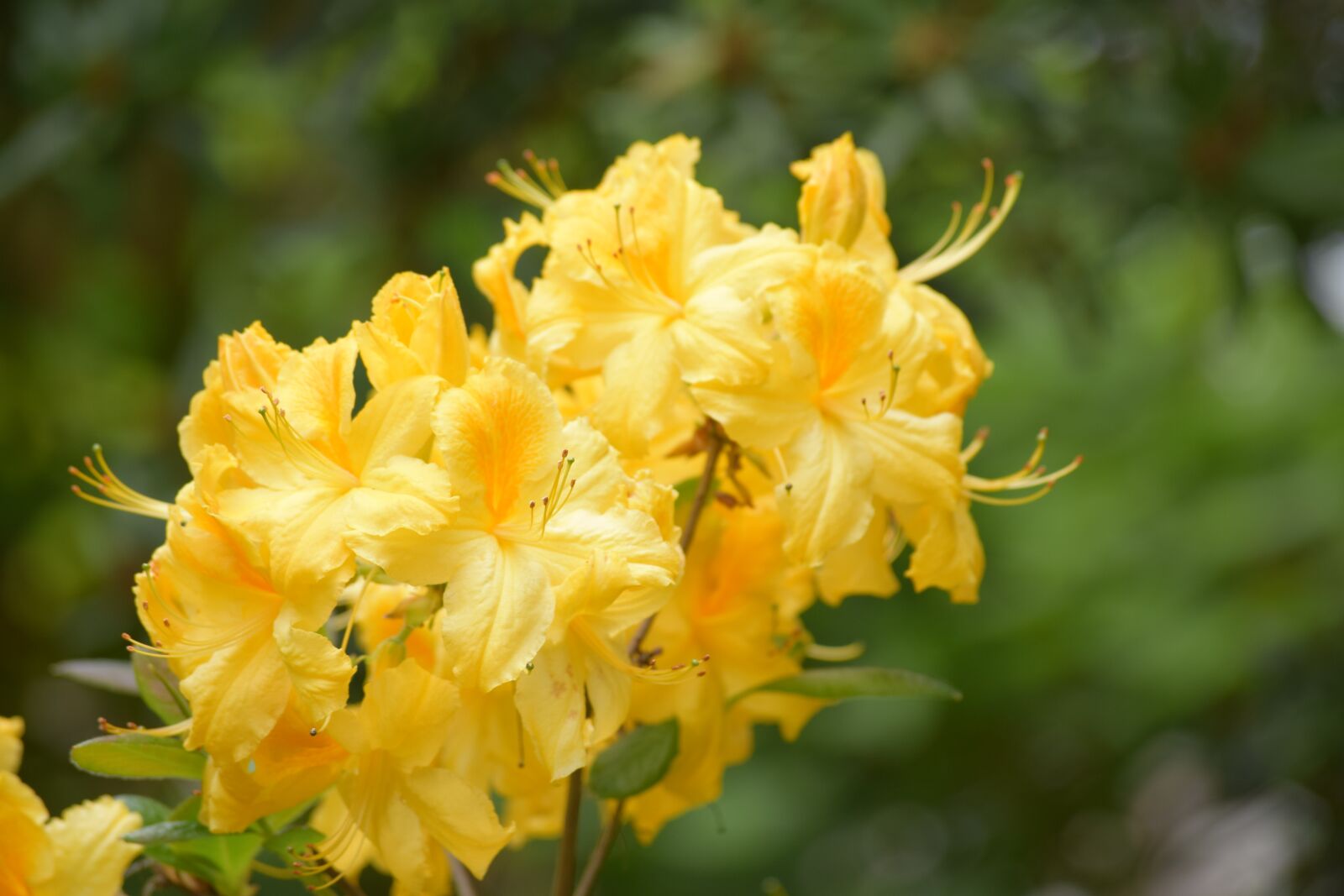 Nikon D3300 sample photo. Rhododendron flower, azalea, spring photography