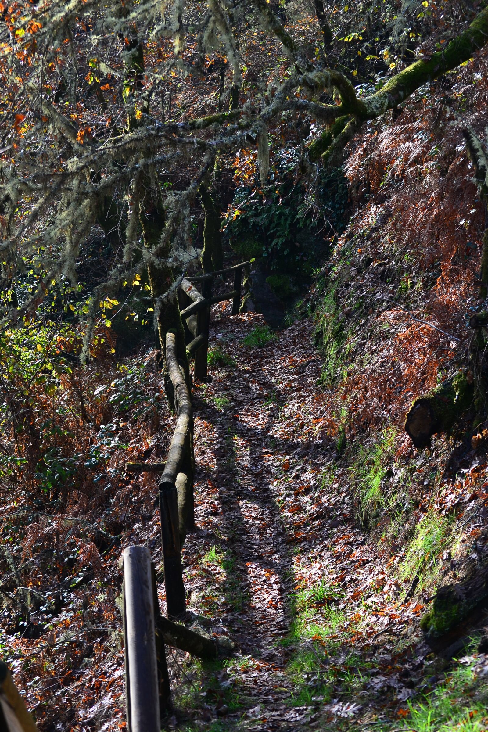 Nikon D3100 sample photo. Stairs, leaf, autumn photography