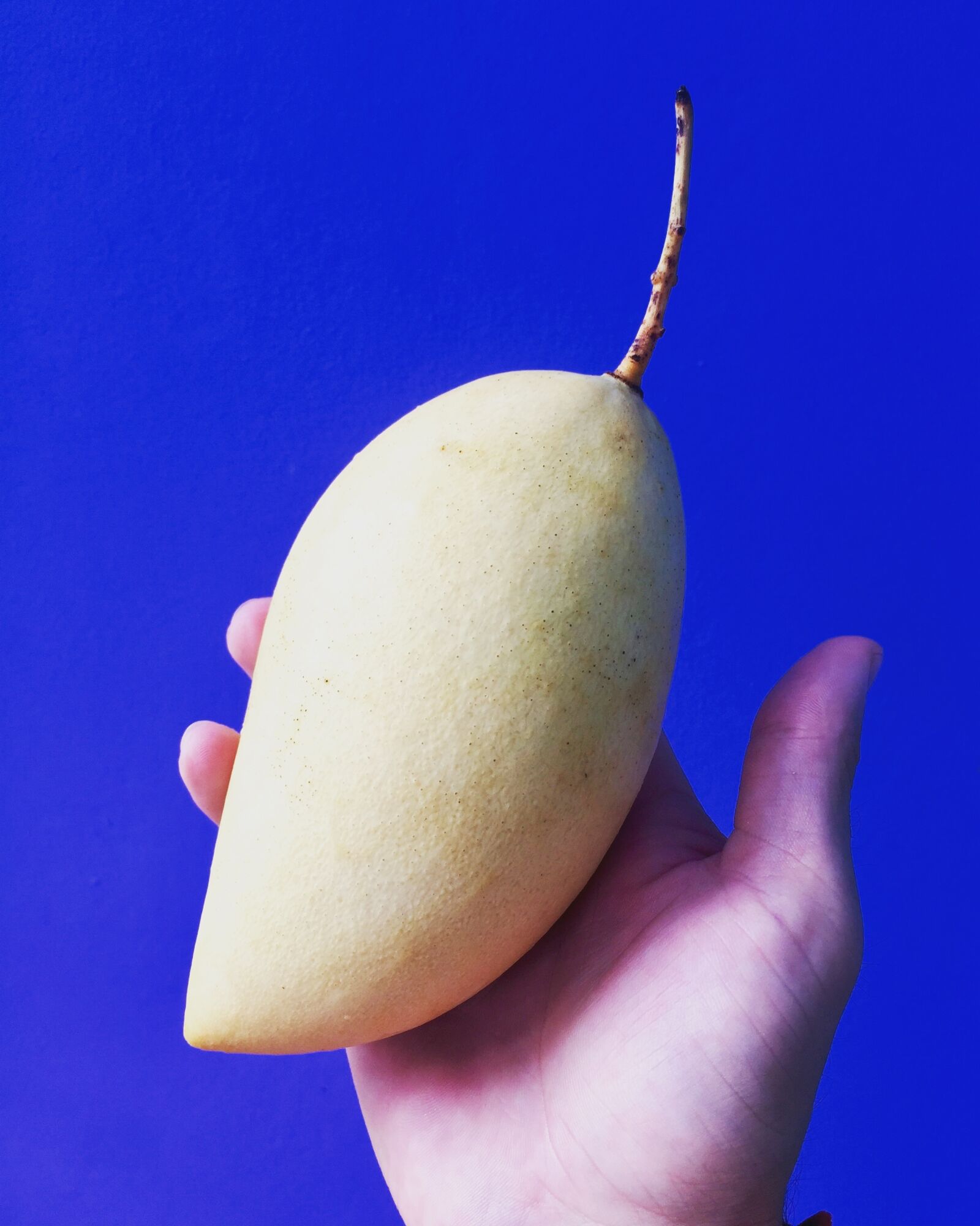 Apple iPhone 6 sample photo. To grow, food, no photography