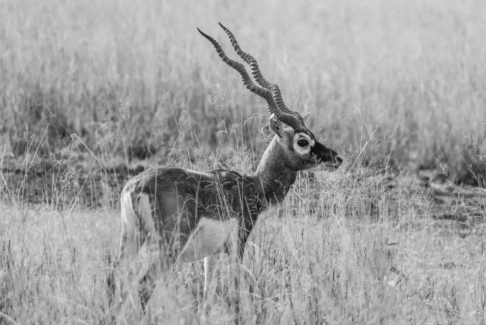 Nikon D5600 sample photo. India, wildlife, blackbuck photography