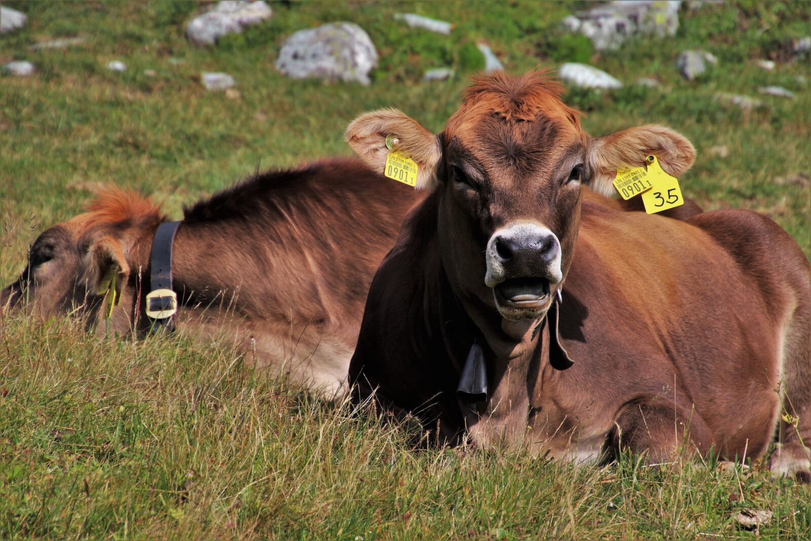 Canon EOS 80D sample photo. Alpine cow, mountains, the photography