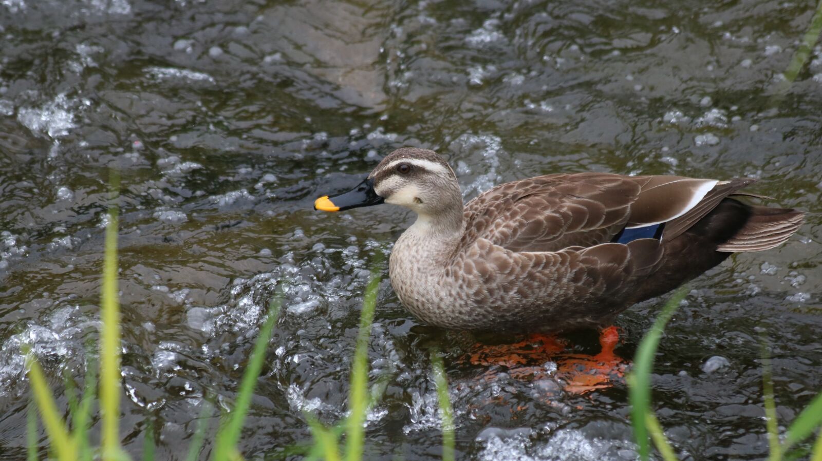 Canon EOS 750D (EOS Rebel T6i / EOS Kiss X8i) sample photo. Nature, new, the body photography