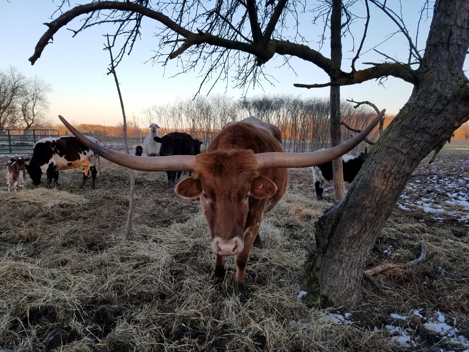 Samsung Galaxy S7 Edge sample photo. Texas longhorn, cattle, cow photography