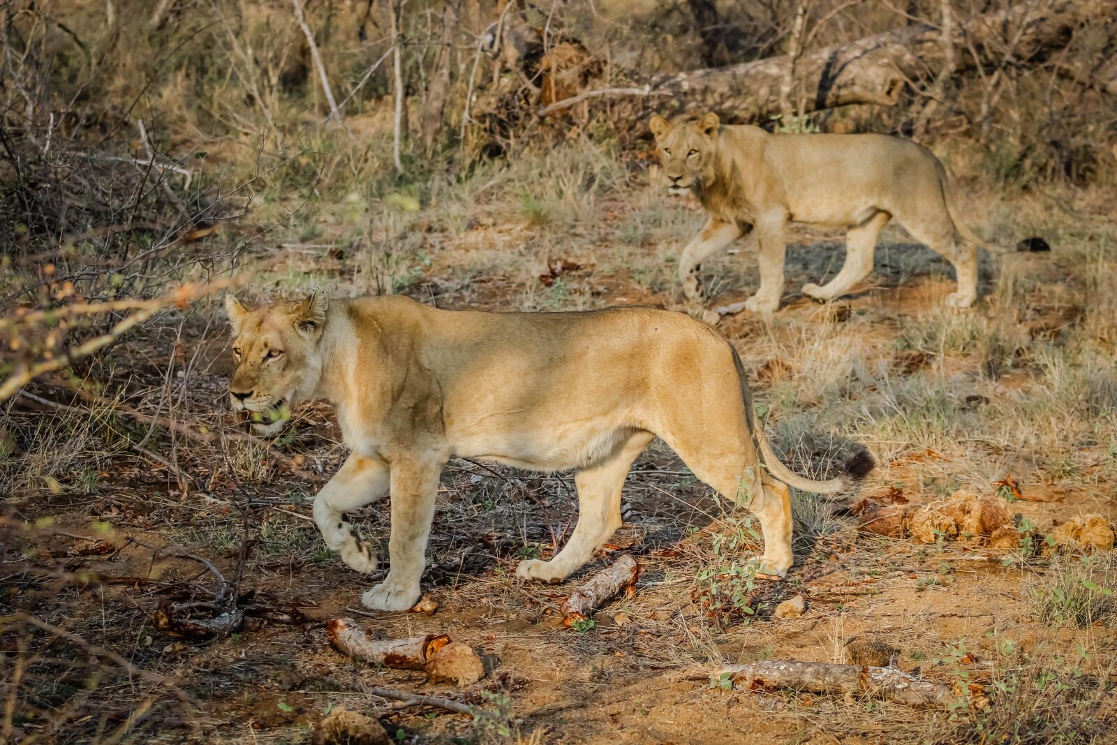 Canon EF 70-200mm F2.8L USM sample photo. Lions, animals, wildlife photography