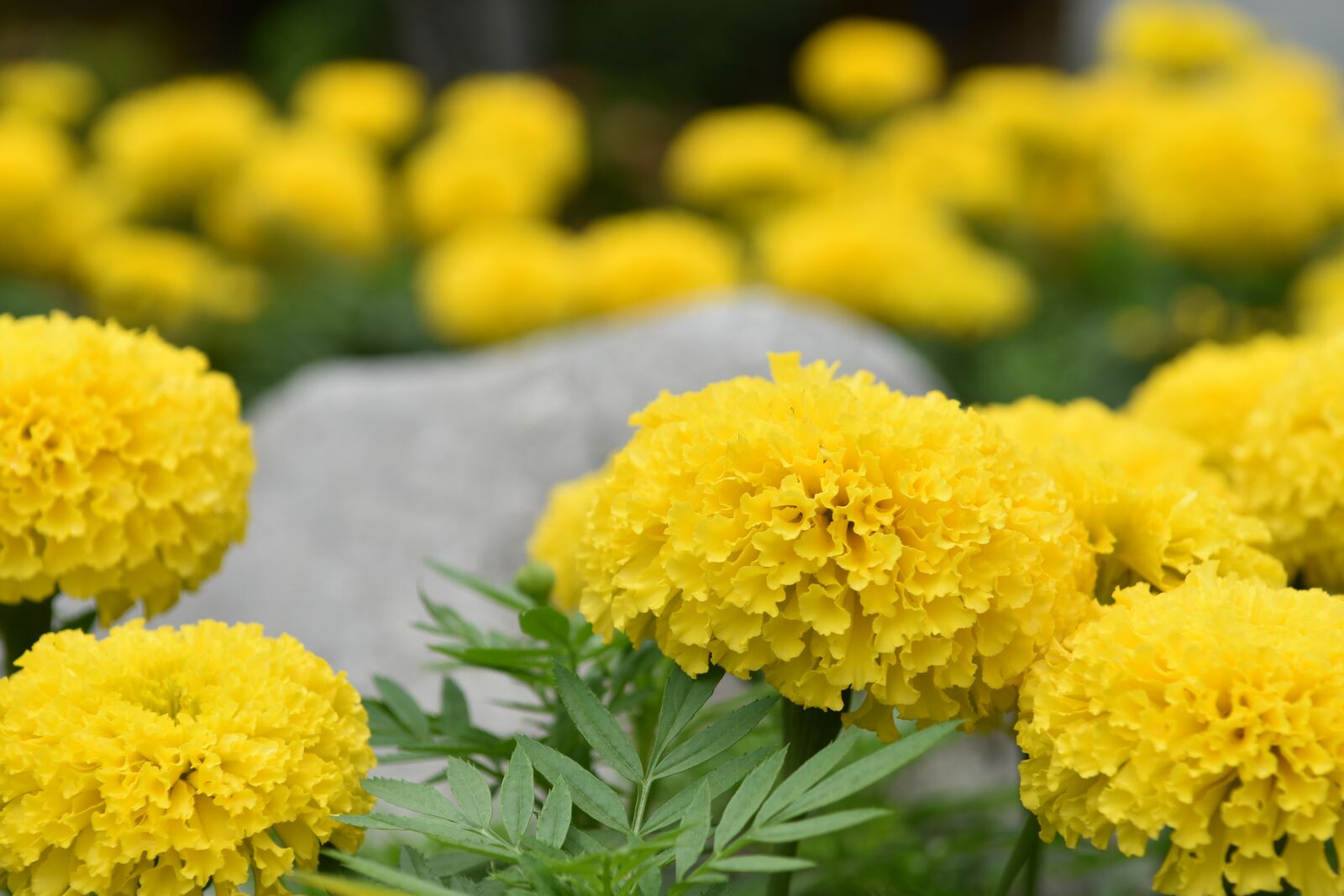 Nikon D5500 sample photo. Marigold flower, flowers, nature photography