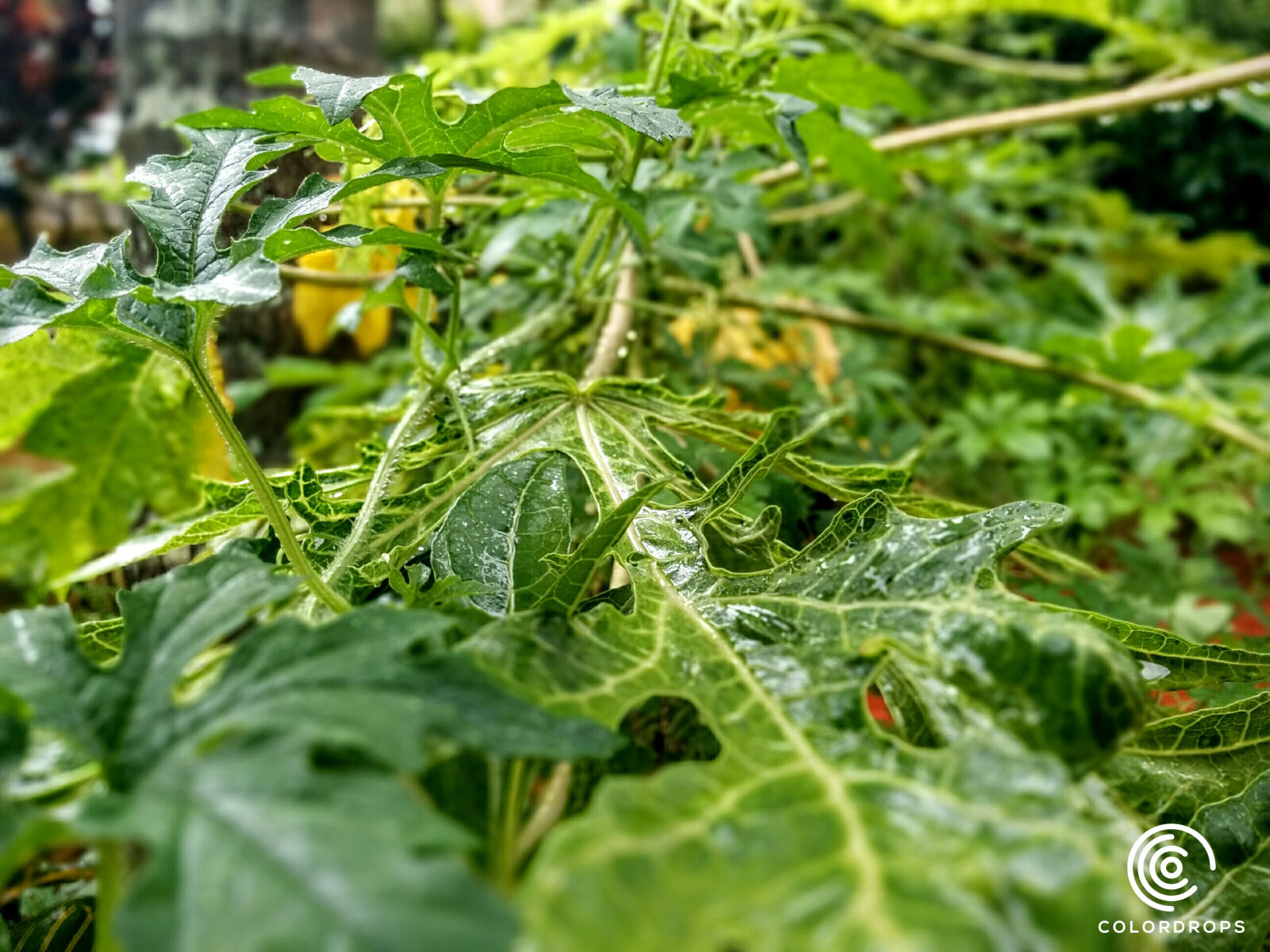 LG Nexus 5 sample photo. Drop, green, leaf, niyasconnect photography