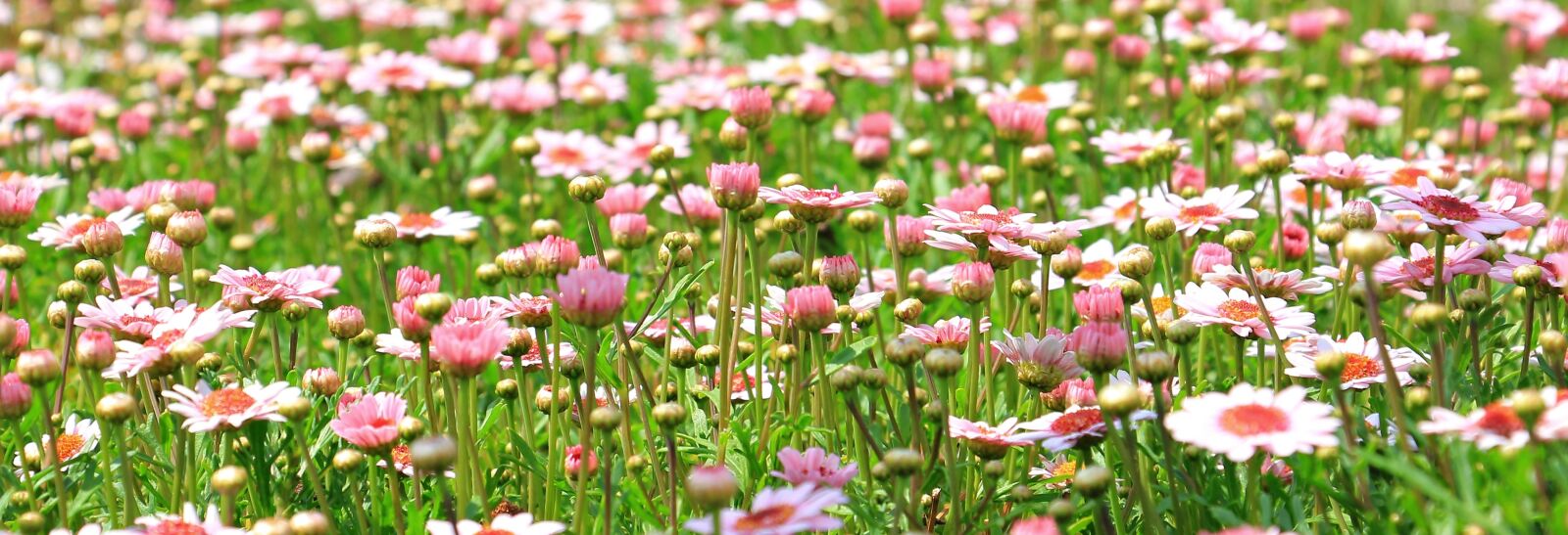 Canon EOS 550D (EOS Rebel T2i / EOS Kiss X4) sample photo. Flower meadow, wildflowers, meadow photography