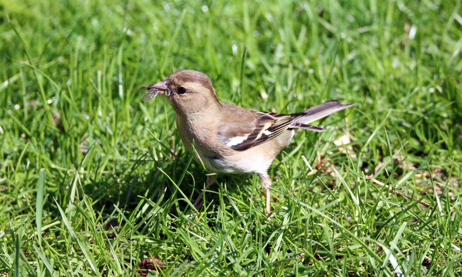 Canon EOS 70D sample photo. Common chaffinch, eating, predator photography
