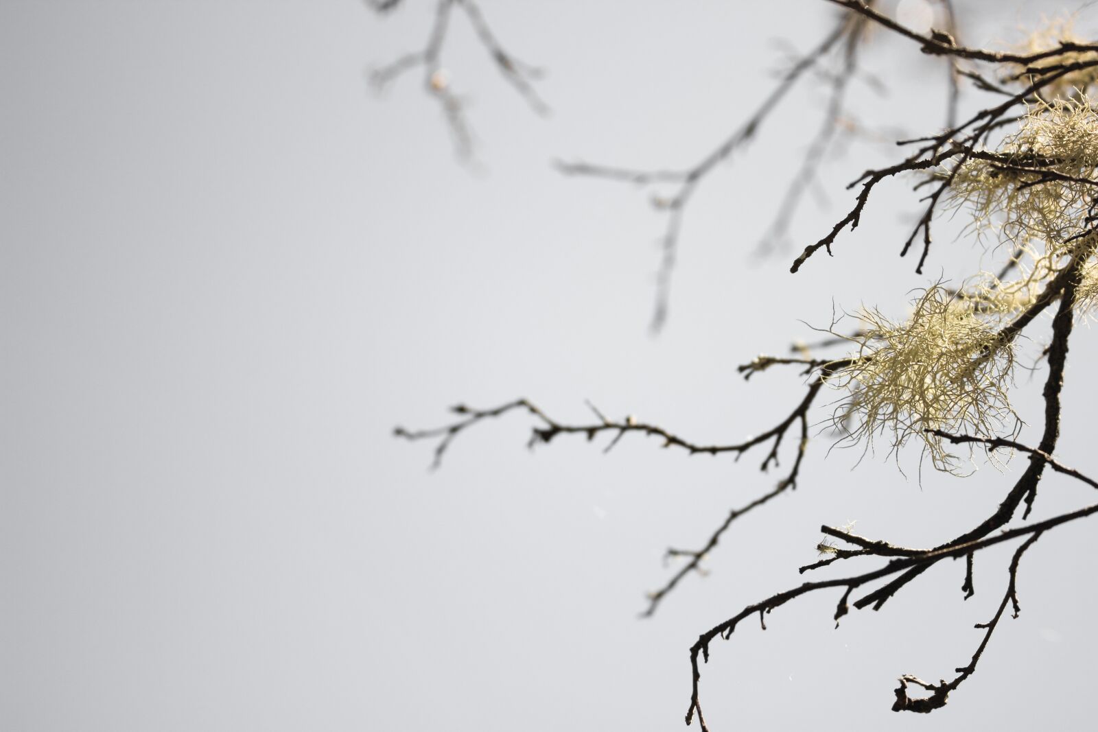 Canon EOS 600D (Rebel EOS T3i / EOS Kiss X5) sample photo. Branches, sky, nature photography