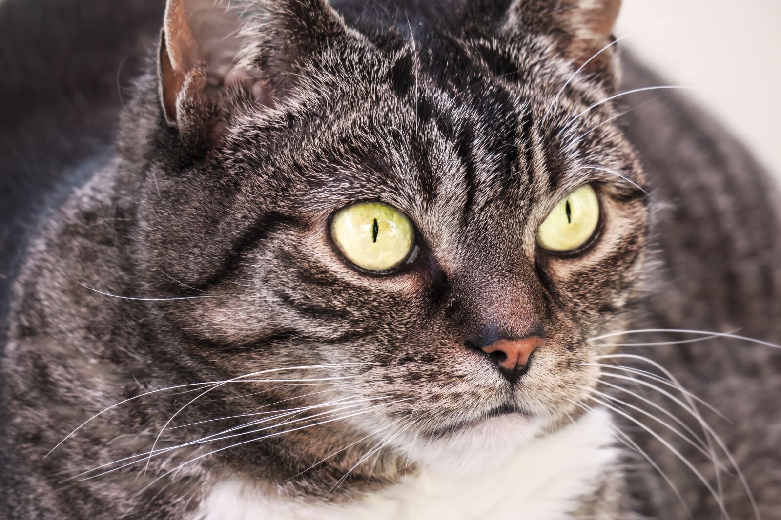 Canon PowerShot G3 X sample photo. Cat, eyes, view photography