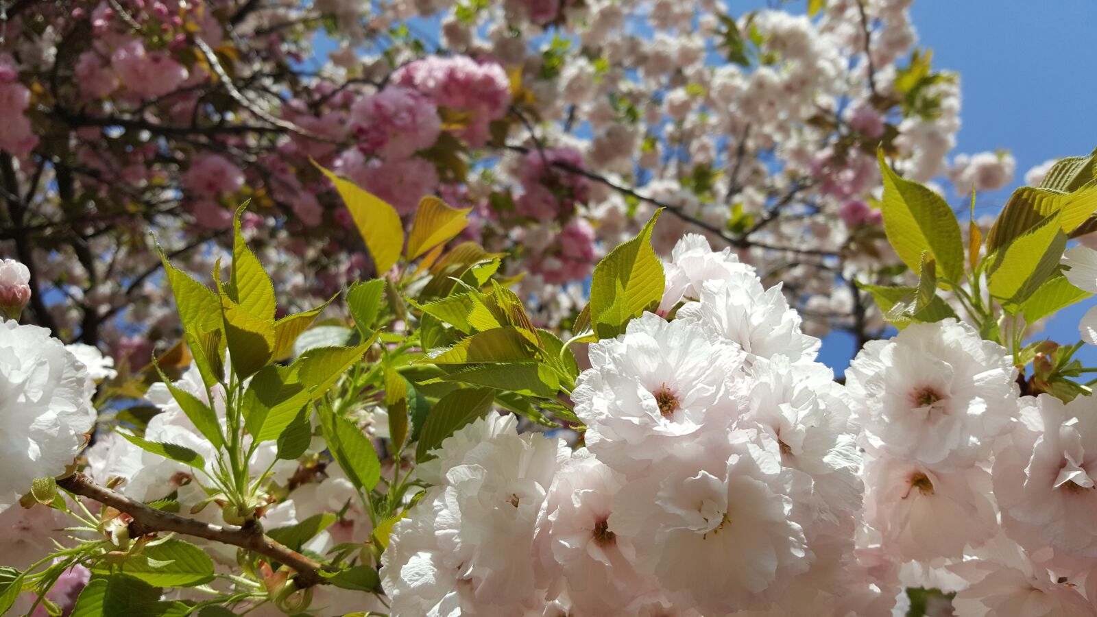 Samsung GALAXY S6 edge sample photo. Cherry trees, flowers, nature photography