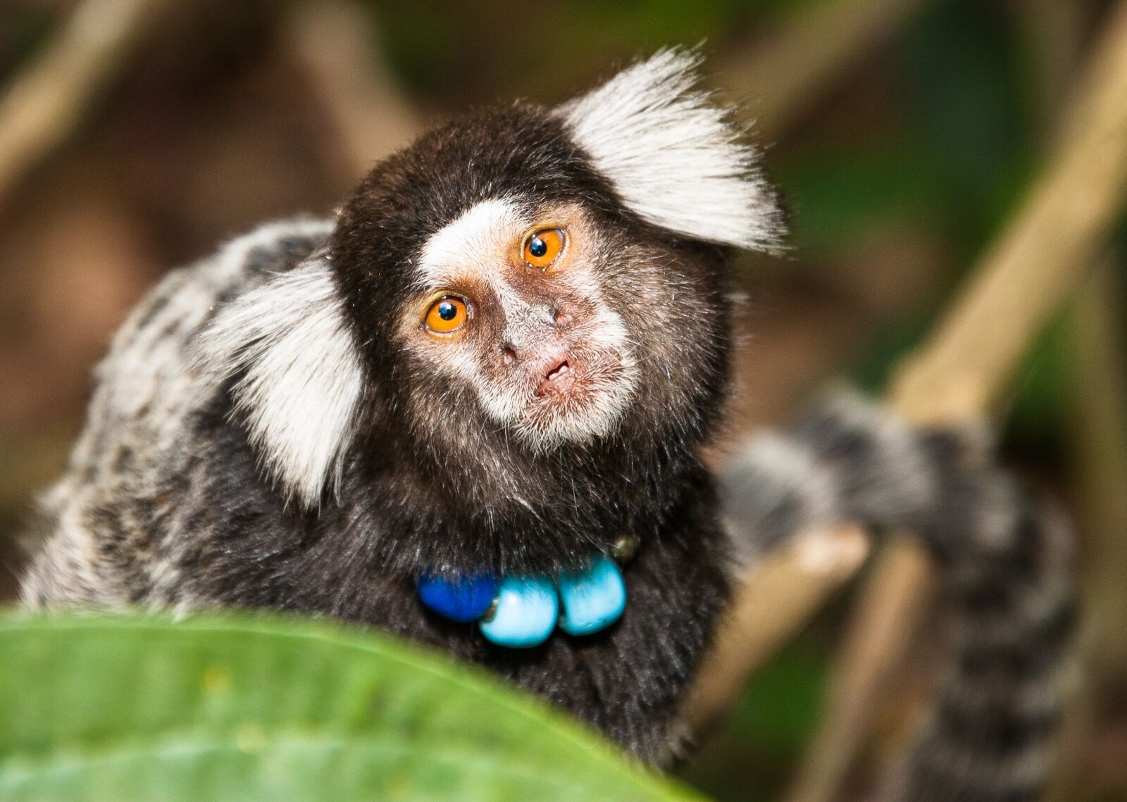Nikon D40 sample photo. Capuchin monkey, monkey, mico photography