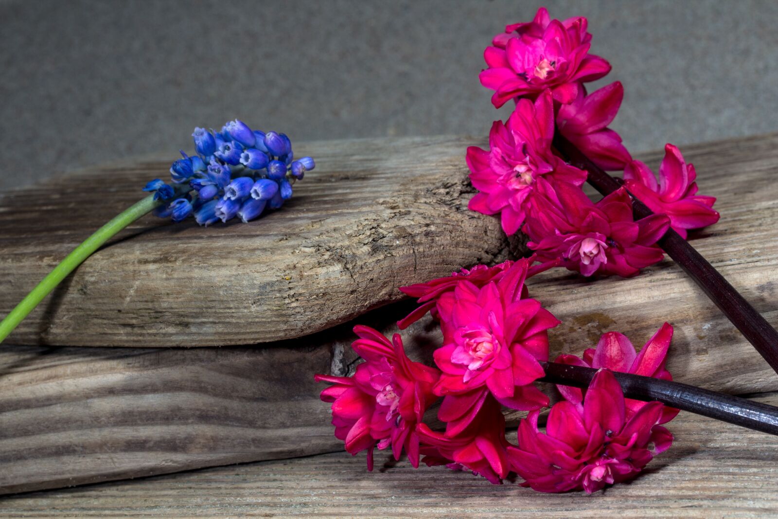 Canon EF-S 60mm F2.8 Macro USM sample photo. Still life, hyacinth, wood photography