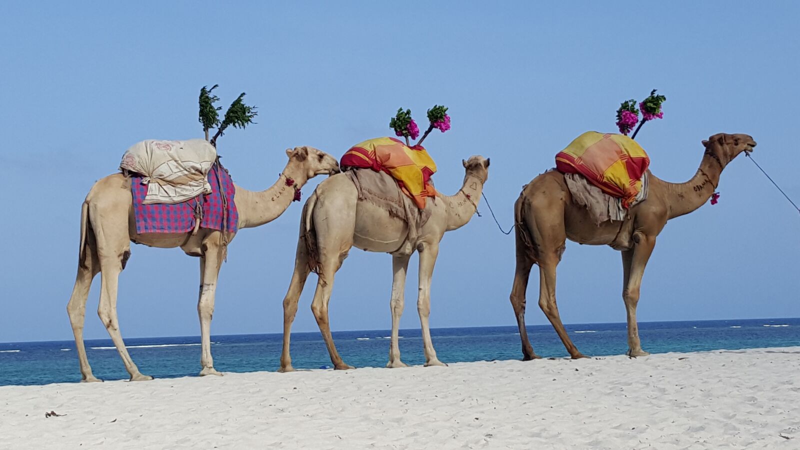 Samsung GALAXY S6 edge sample photo. Camels, caravan, dromedary photography