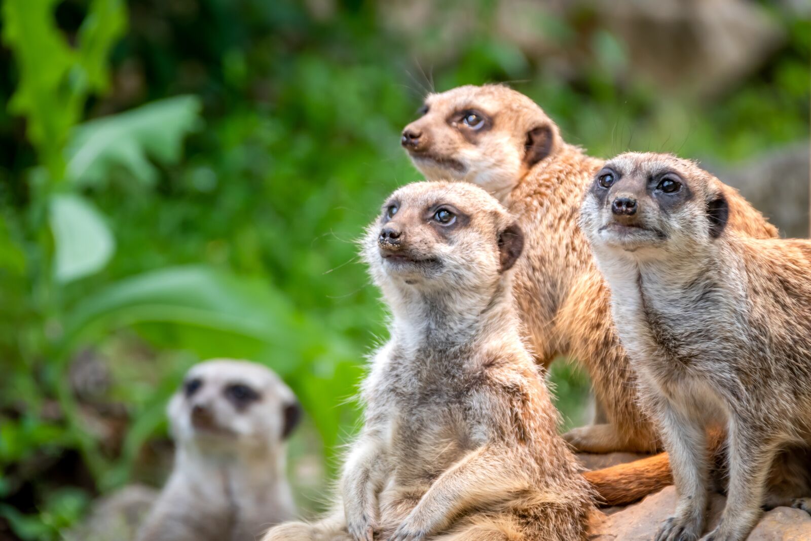 Canon EOS 80D sample photo. Nature, animal world, meerkat photography