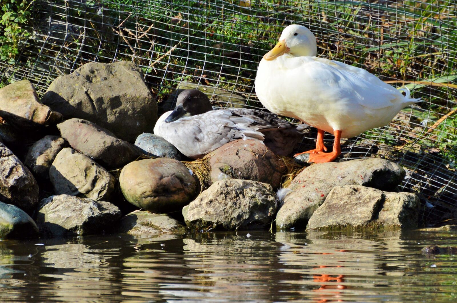Nikon D3200 sample photo. Duck, water bird, bird photography