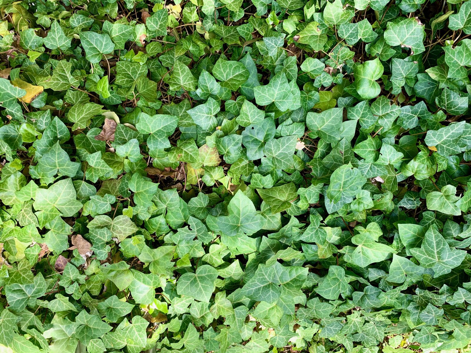 Apple iPhone XR sample photo. Ivy, wallpaper, background photography