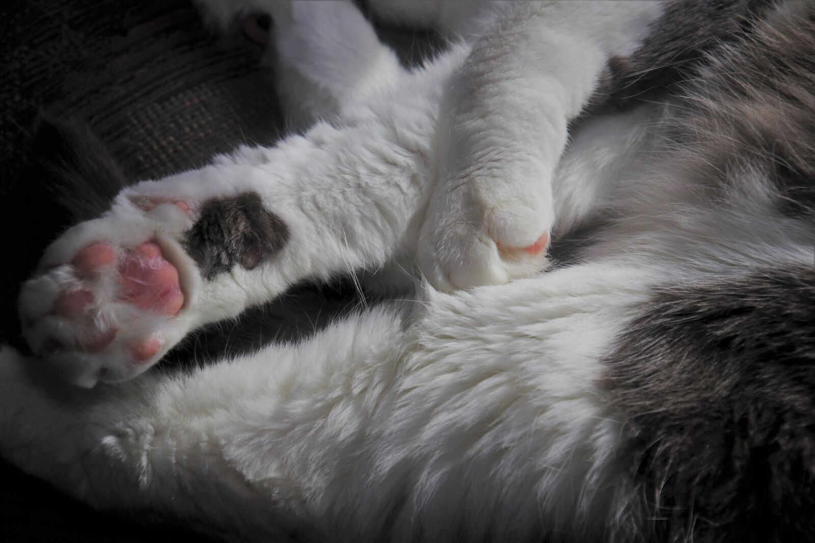 Canon EOS 80D sample photo. Cat, soft, fluffy photography