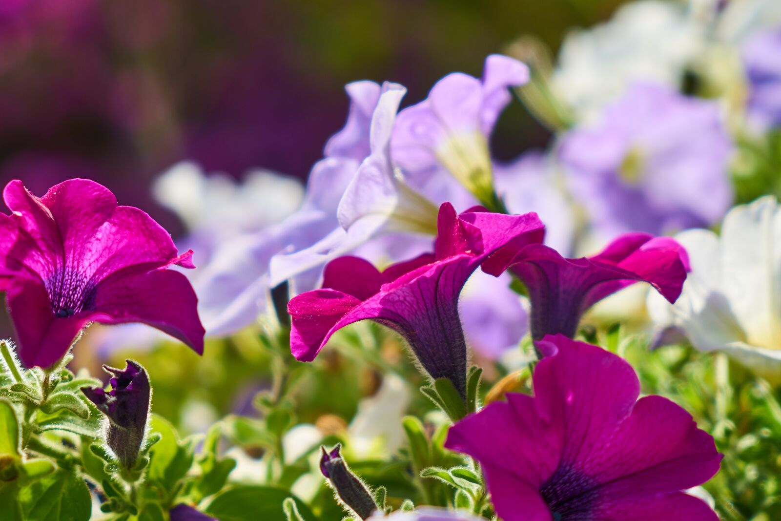 Sony a7R II sample photo. Flower, spring, summer photography