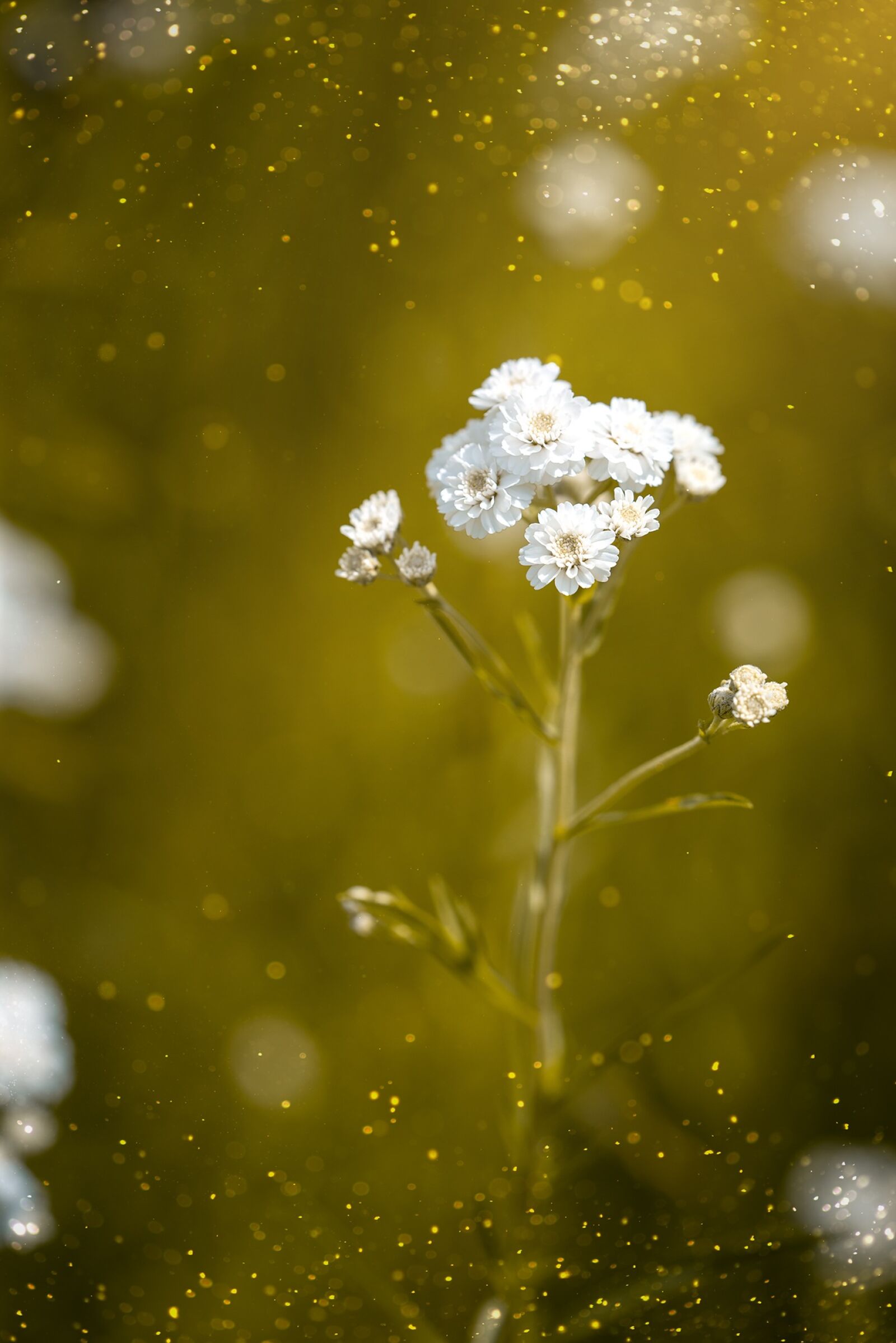 Nikon D750 sample photo. Ranunculus aconitifolius, eisenhut-crowfoot, flower photography