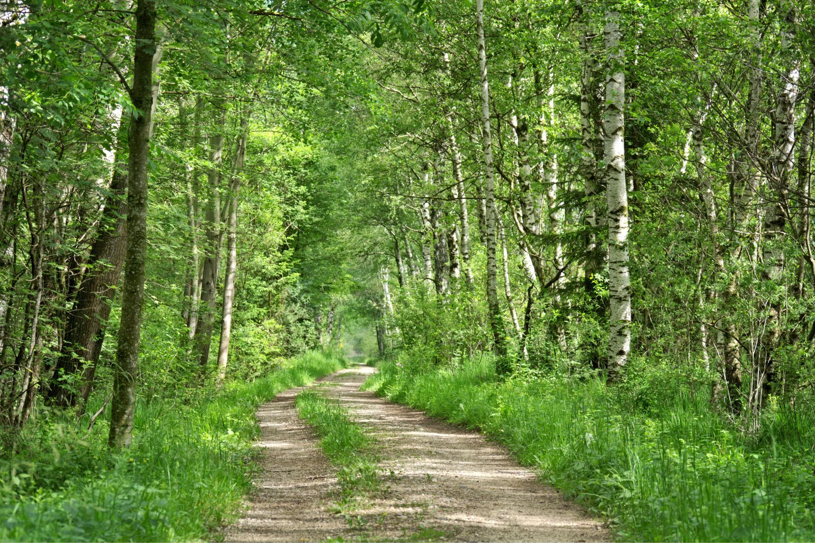 55.0-200.0mm f/4.0-f/5.6 sample photo. Forest, away, nature photography