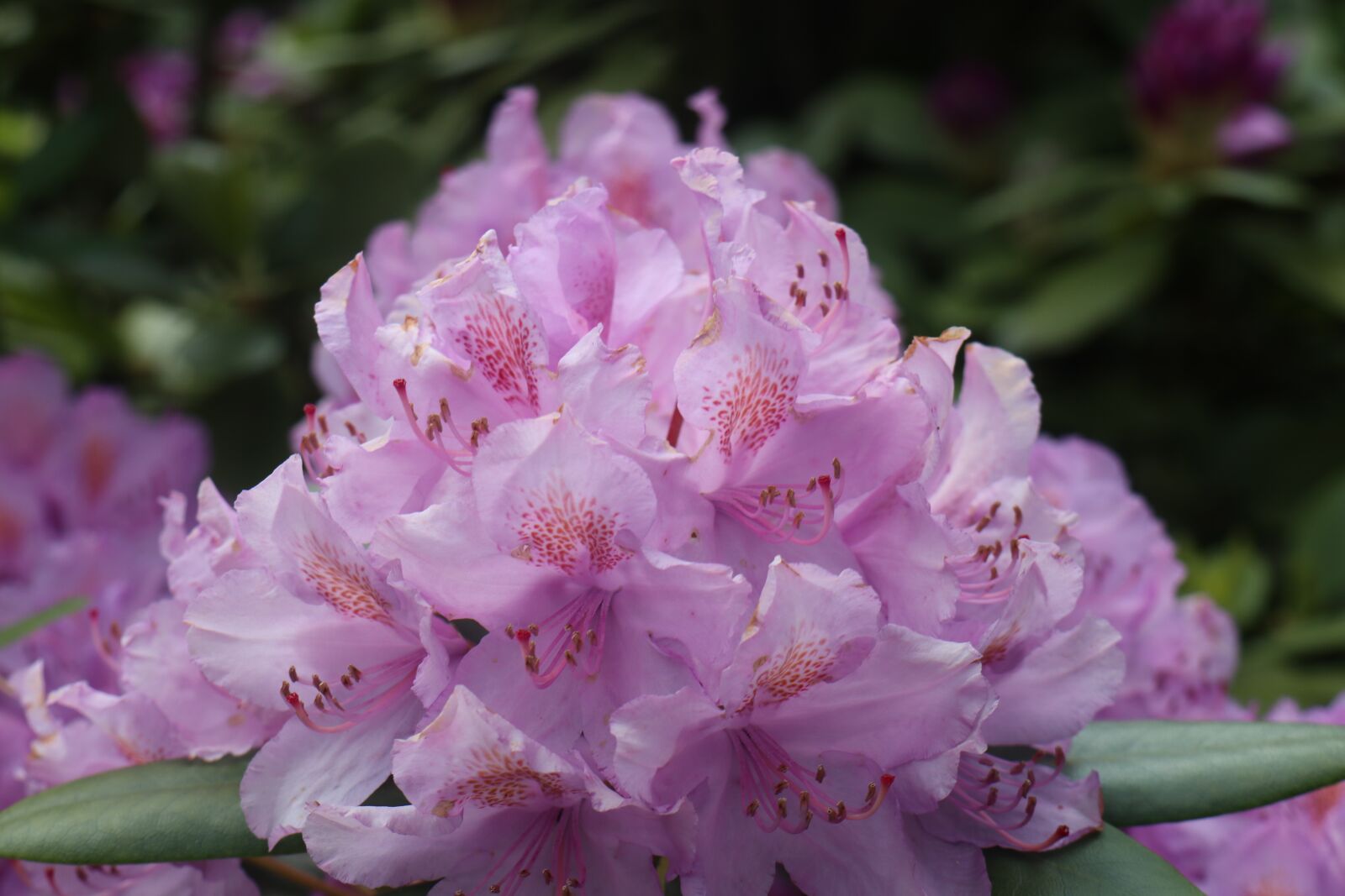 Canon EF-M 18-150mm F3.5-6.3 IS STM sample photo. Spring, garden, flowers photography