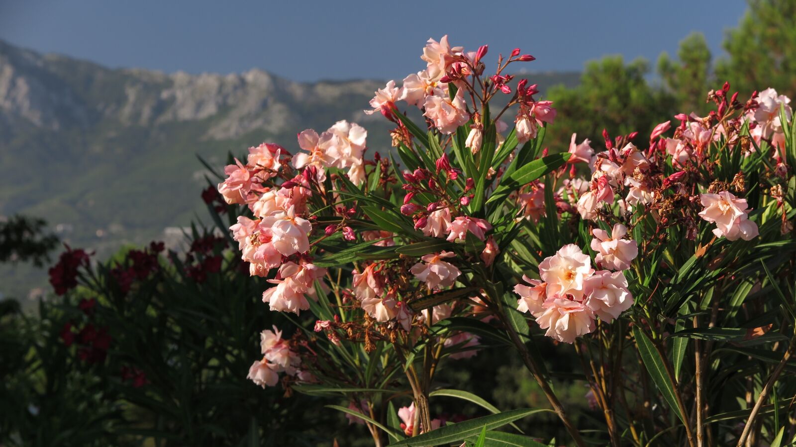 Canon PowerShot G1 X Mark II sample photo. Holidays, montenegro, flower photography