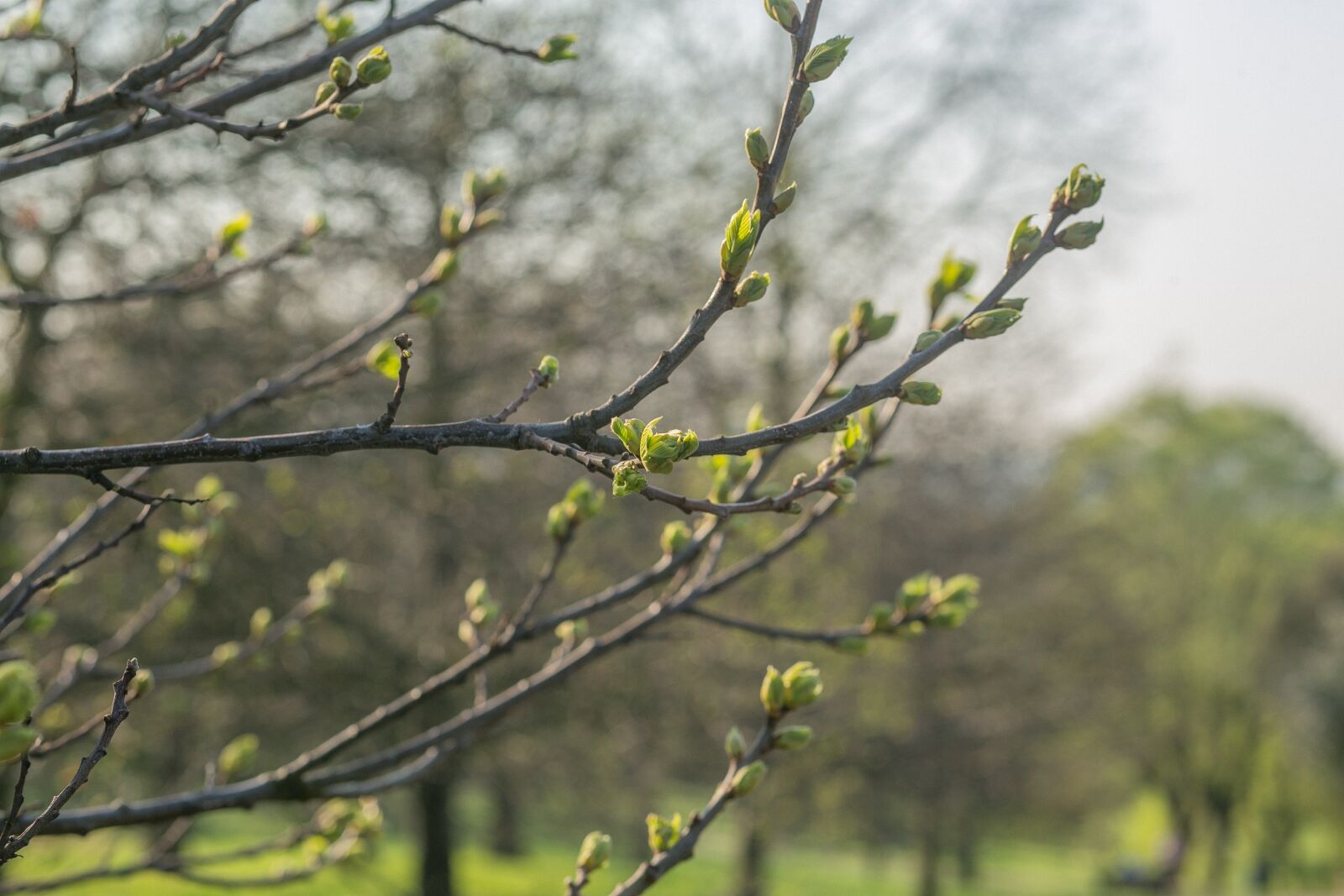 Canon EF 85mm F1.8 USM sample photo. Tree, bloom, spring photography