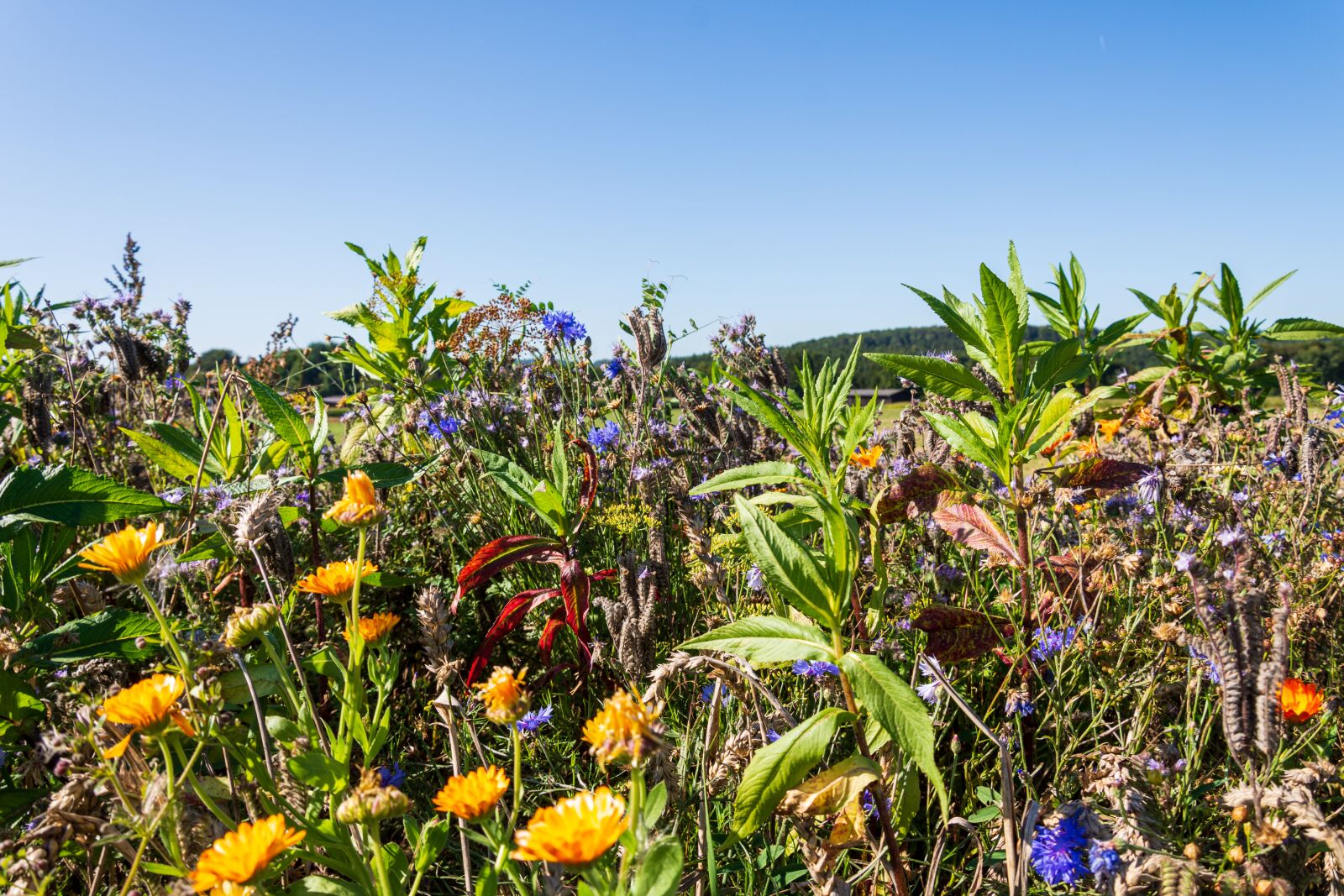 Nikon D7200 sample photo. Flower meadow, flowers, bloom photography