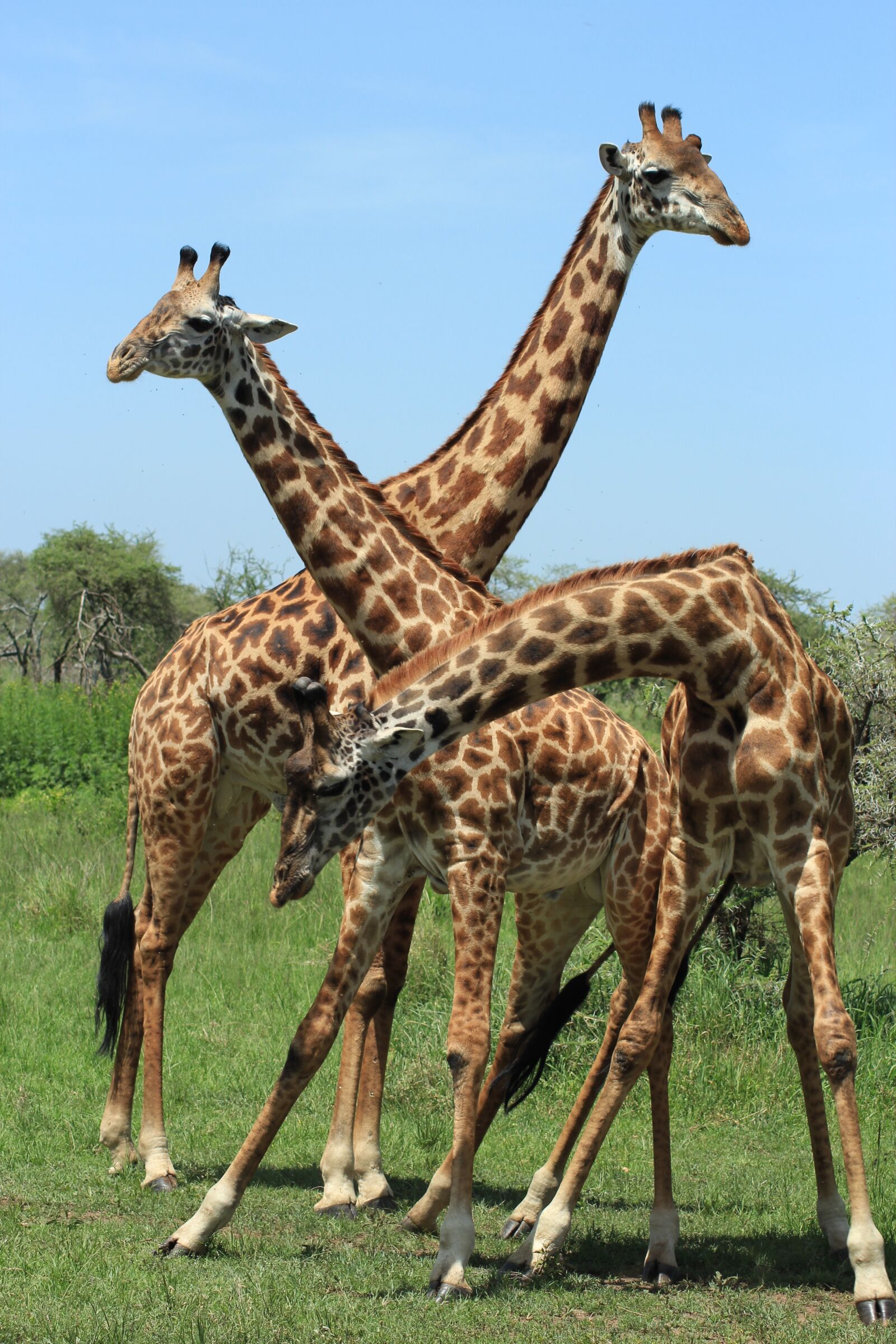 Canon EOS 600D (Rebel EOS T3i / EOS Kiss X5) sample photo. Giraffe, tanzania, safari photography