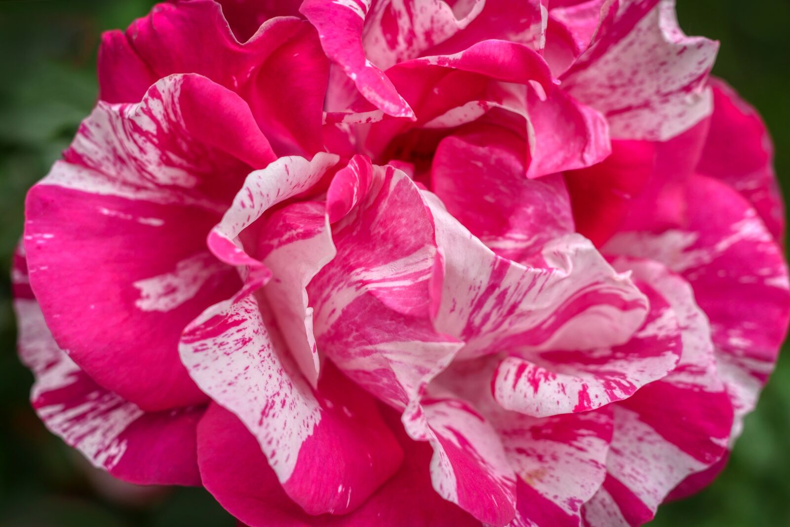 Panasonic Lumix DMC-GX8 sample photo. Rose, pink, petal photography