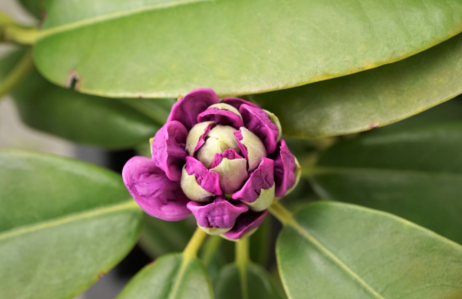 Sony ILCA-77M2 + Sony DT 16-50mm F2.8 SSM sample photo. Rhododendron, flower, bud photography