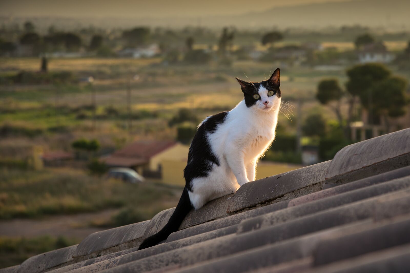 Nikon D5300 sample photo. Cat, feline photography