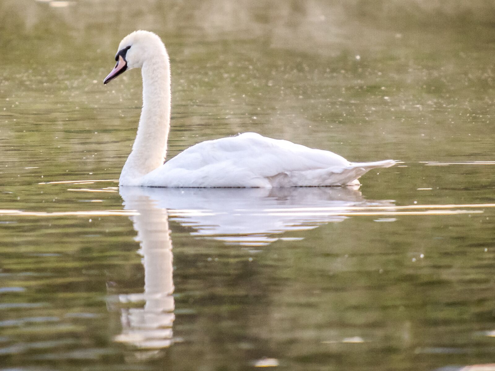 Olympus E-3 sample photo. Mute swan, swan, bird photography