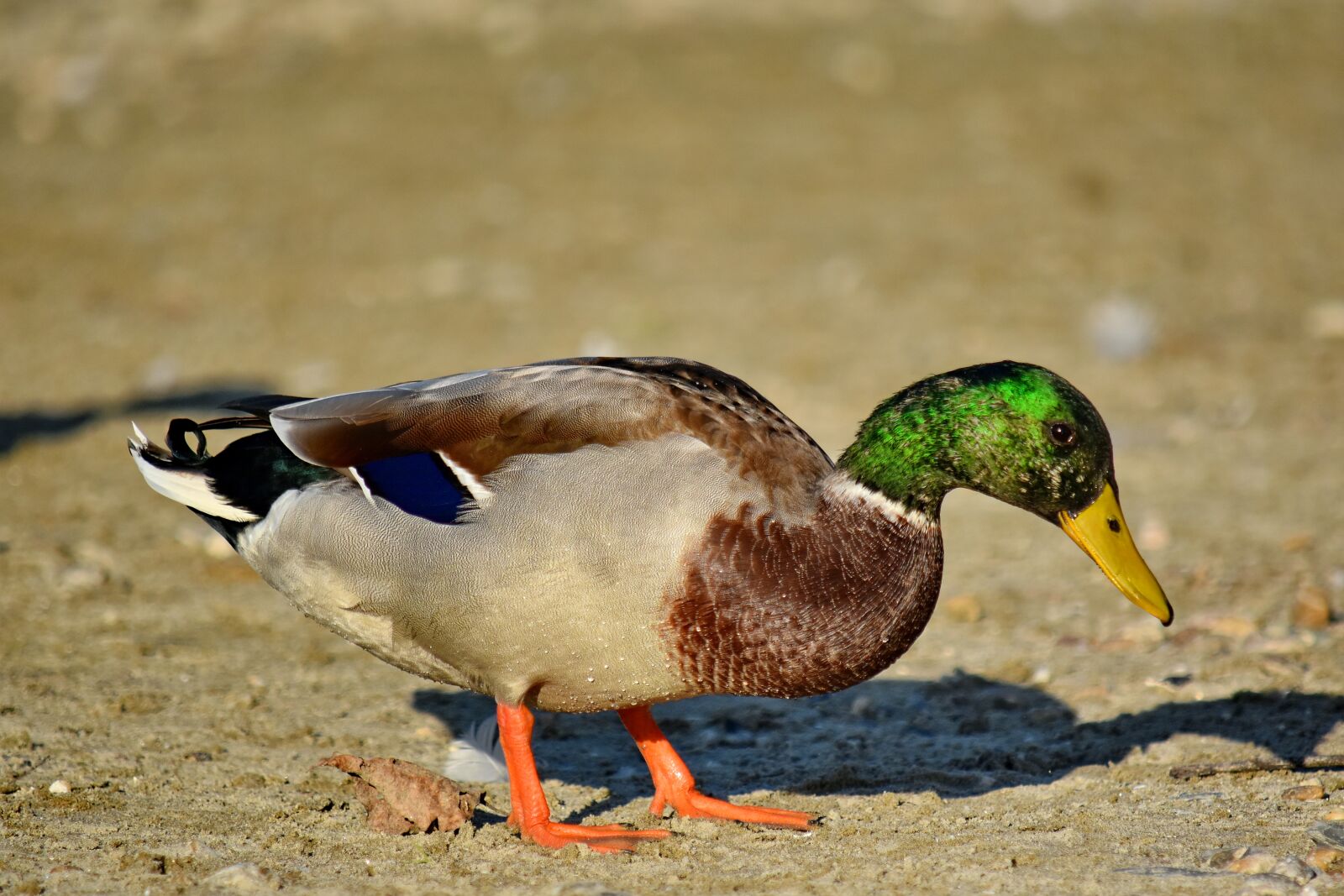 Nikon D5500 sample photo. Animal, beautiful photo, biology photography