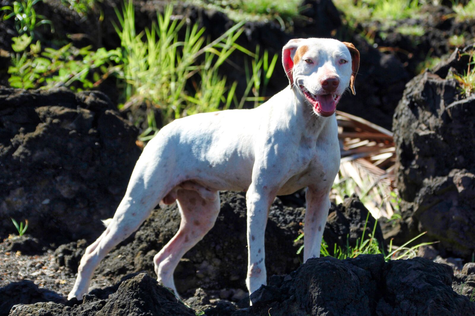 Canon EOS 1200D (EOS Rebel T5 / EOS Kiss X70 / EOS Hi) sample photo. Animal, nature, dog photography