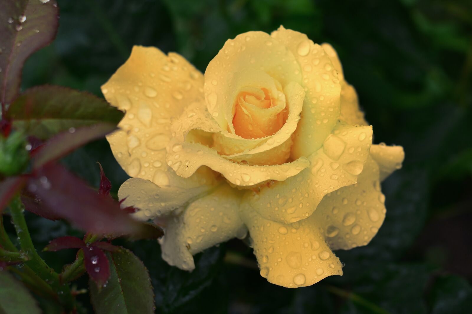 Nikon D5200 sample photo. Rose, blossom, bloom photography