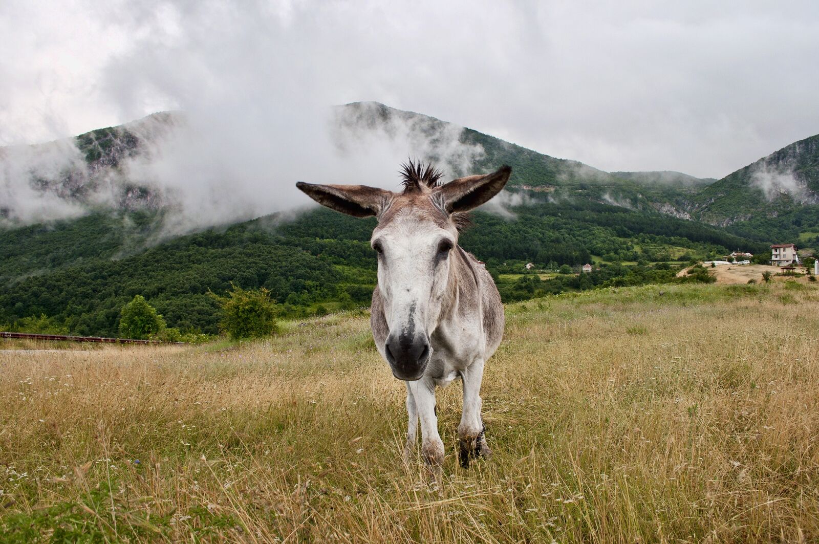 Nikon D90 sample photo. Donkey, mountain, fog photography