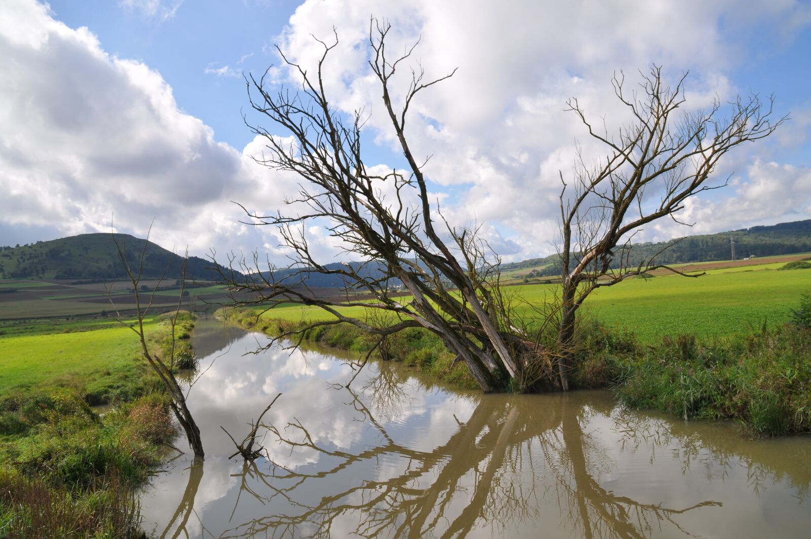 Nikon D90 sample photo. Dead tree, dead plant photography