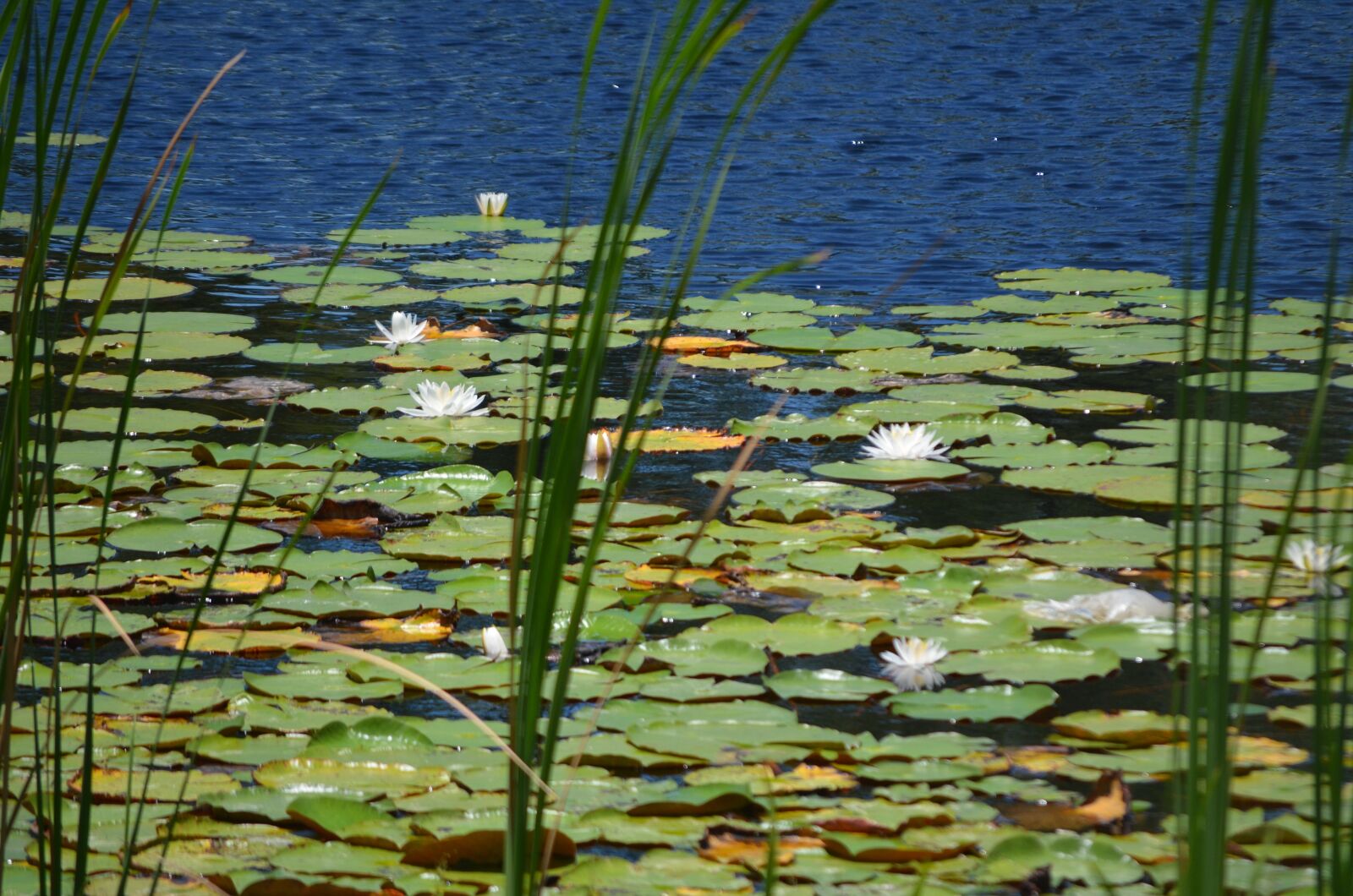 Nikon D5100 sample photo. Water, lily, lily pad photography