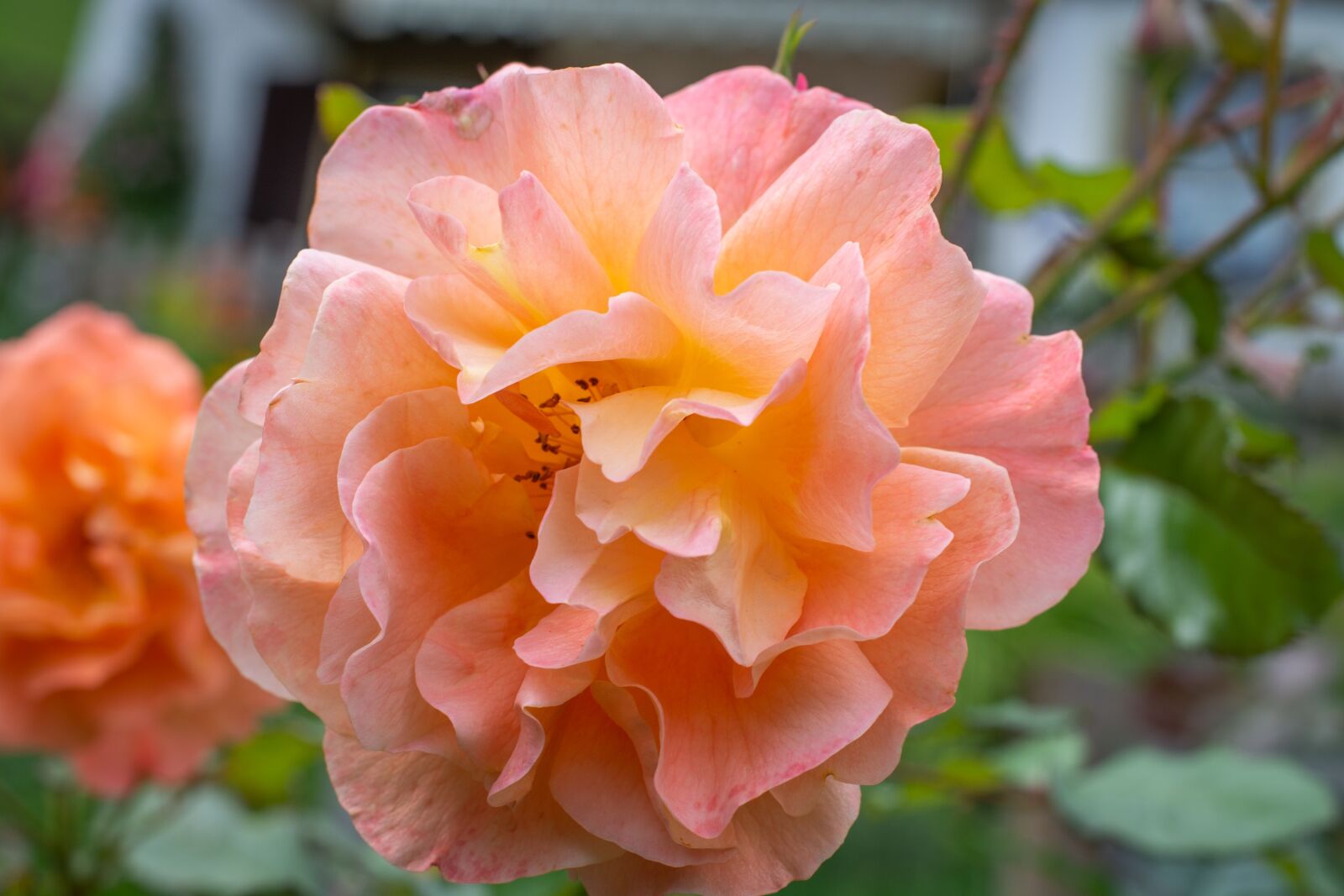Nikon D7100 sample photo. Flower, blossom, bloom photography